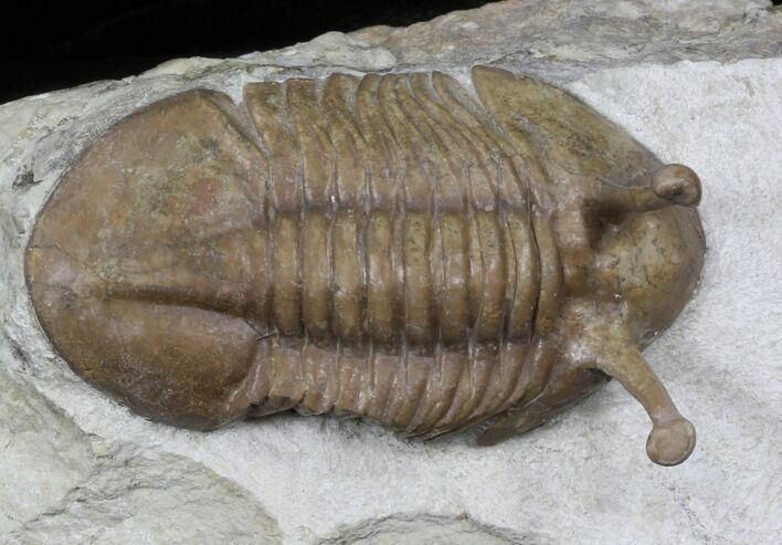 Stalk-Eyed Asaphus Kowalewskii Trilobite - #30901